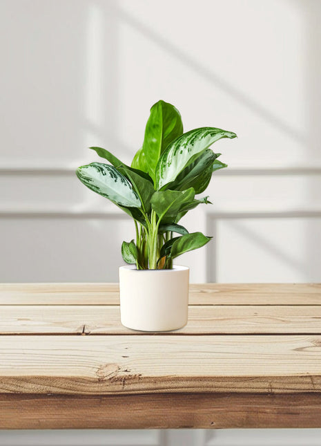 Aglaonema Pattaya Beauty