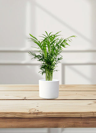 Chamaedorea Elegans, Parlour Palm or Bamboo Palm