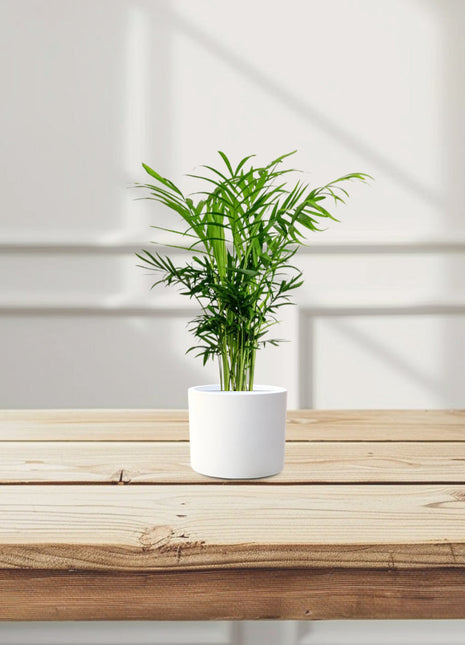 Chamaedorea Elegans, Parlour Palm or Bamboo Palm