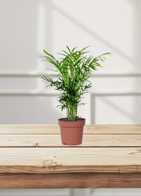Chamaedorea Elegans, Parlour Palm or Bamboo Palm