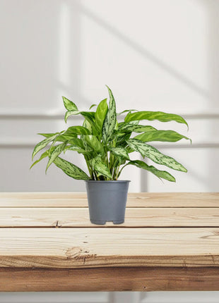 Aglaonema &#8220;Silver Queen&#8221; Chinese Evergreen Plant