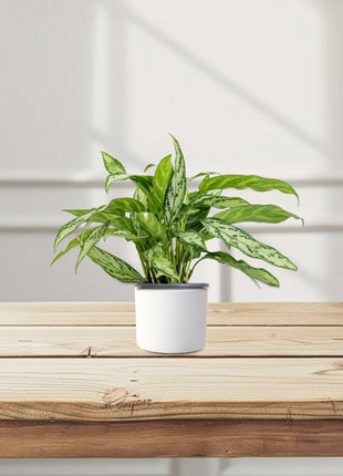 Aglaonema &#8220;Silver Queen&#8221; Chinese Evergreen Plant