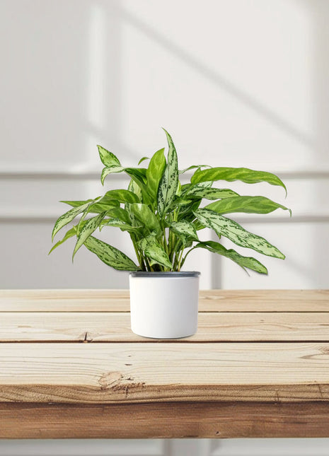 Aglaonema &#8220;Silver Queen&#8221; Chinese Evergreen Plant