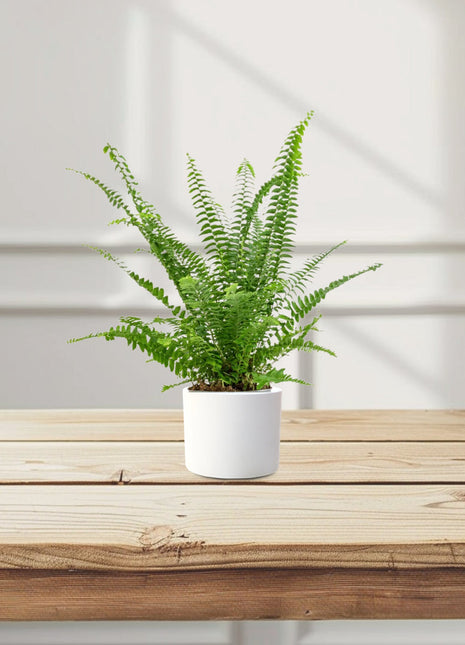 Nephrolepis exaltata &#8220;Green Lady&#8221;, Boston Fern or Sword Fern