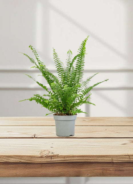 Nephrolepis exaltata &#8220;Green Lady&#8221;, Boston Fern or Sword Fern