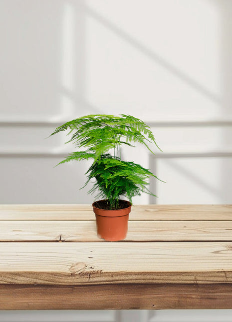 Asparagus Setaceus (20-30 cm)