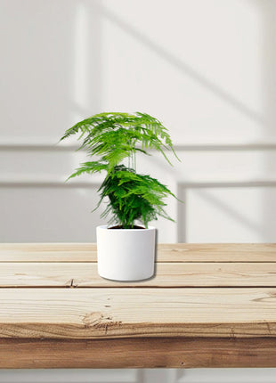 Asparagus Setaceus (20-30 cm)