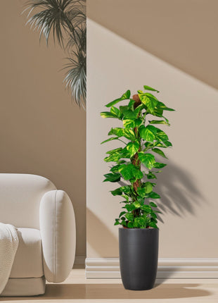 Epipremnum aureum or Money Plant كرمة المال