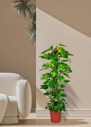 Epipremnum aureum or Money Plant كرمة المال