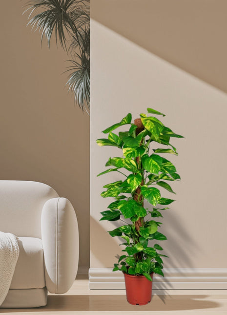 Epipremnum aureum or Money Plant كرمة المال