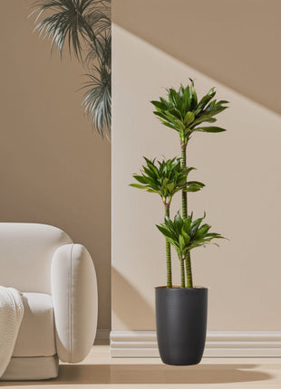 Dracaena Fragrans Or Compacta