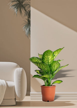 Dieffenbachia Seguine Or Maroba