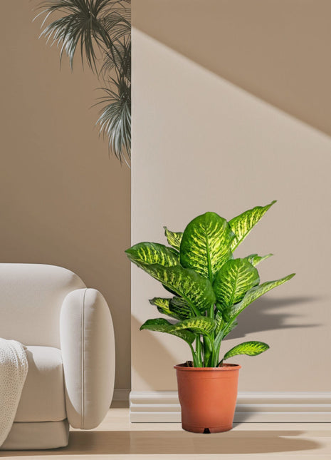 Dieffenbachia Seguine Or Maroba