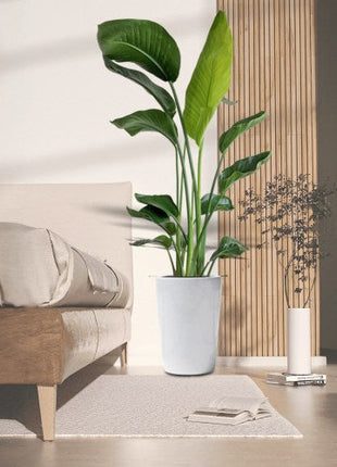 The Rich Olea Europea plant- The Beauty of Olive Tree.