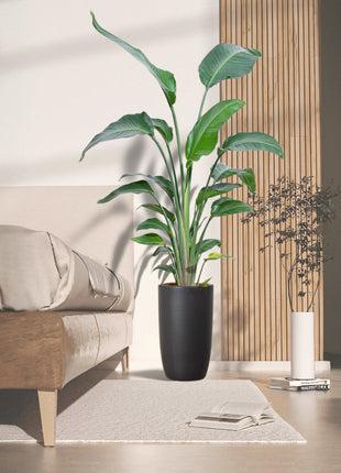 Strelitzia Nicolai or Bird of Paradise طائر الجنة in Black Ceramic Pot 1.8-2m