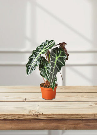 Alocasia &#8220;Polly&#8221;