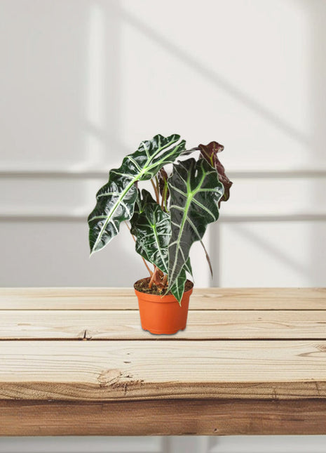 Alocasia &#8220;Polly&#8221;