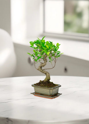 Mini Bonsai Mixed with Bowl 40-50cm