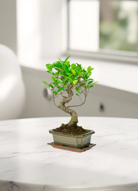 Mini Bonsai Mixed with Bowl 40-50cm