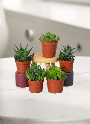 Mini succulents &#8220;Mix&#8221;