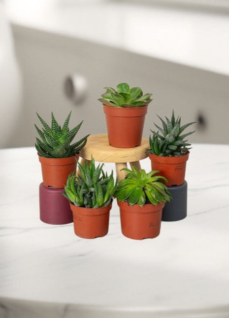 Mini succulents &#8220;Mix&#8221;