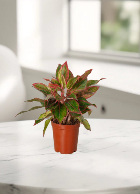 Aglaonema Sp (wishes)