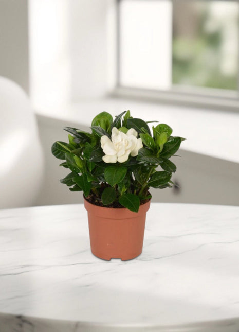Gardenia Jasminoides or Cape Jasmine (Indoor) كيب     ياسمين