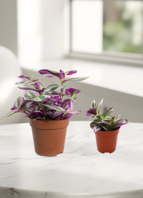 Tradescantia nanouk or Fantasy Venice