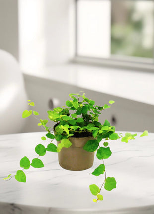 Ficus Pumila or Climbing Fig