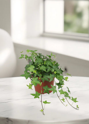 Hedera helix or English Ivy "Mixed Per Plant" 10-15cm