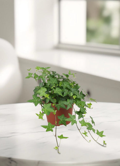 Hedera helix or English Ivy "Mixed Per Plant" 10-15cm