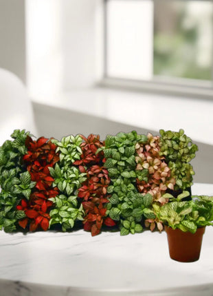 Fittonia, Nerve or Mosaic Plant 5-10cm Spread