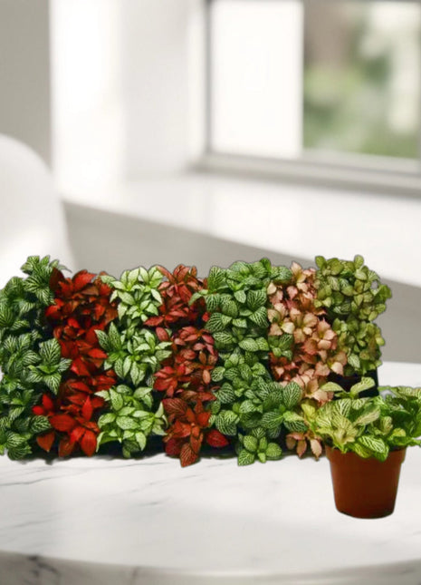 Fittonia, Nerve or Mosaic Plant 5-10cm Spread