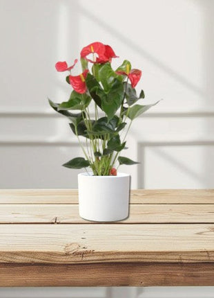 Hedera variegata or Variegated English Ivy الإنجليزية اللبلاب