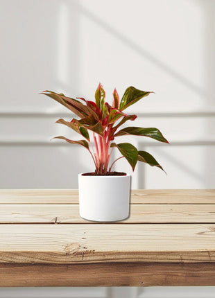Aglaonema Sp (wishes)