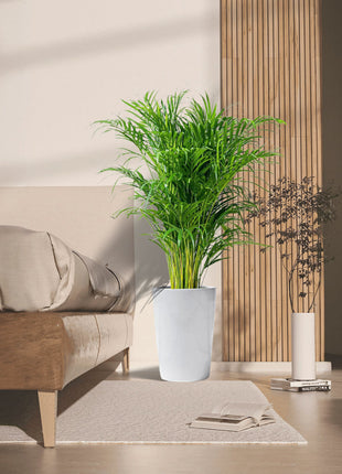 Areca Palm Holland in Black Ceramic Pot 1-1.2m