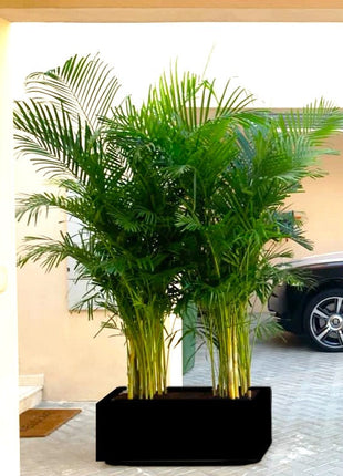 Areca Palms Outdoor In Fiber Glass Pot (GRP)(70x30x30)
