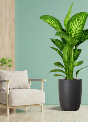 Dieffenbachia seguine Or Tropic Snow