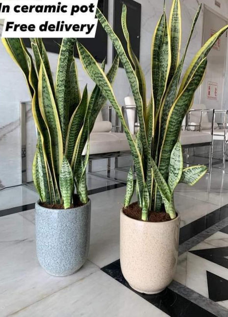 Snakeplant each Promo