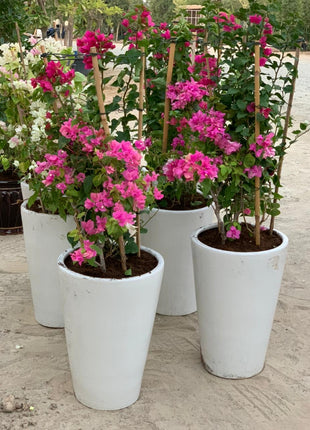 Big Bougainvillea Big in White Pot PROMO