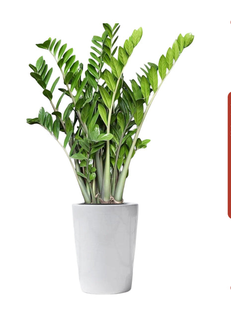 Zamioculcas Zamiifolia, Zanzibar Gem or ZZ Plant