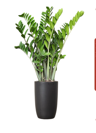 Zamioculcas Zamiifolia, Zanzibar Gem or ZZ Plant