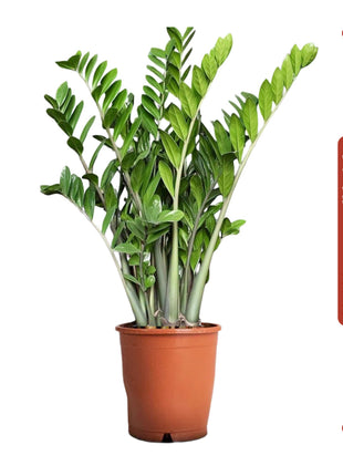 Zamioculcas Zamiifolia, Zanzibar Gem or ZZ Plant