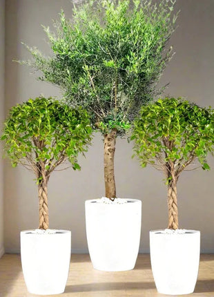 XL Olive Tree &amp; Twin Braided Bonsais