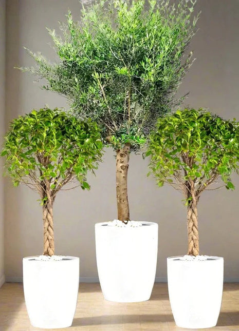 XL Olive Tree &amp; Twin Braided Bonsais
