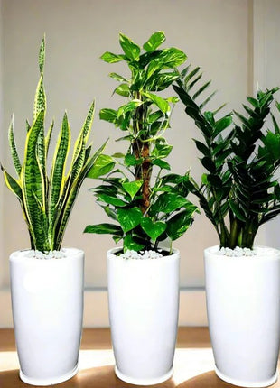 Air Purifying Plants  Premium Bundle