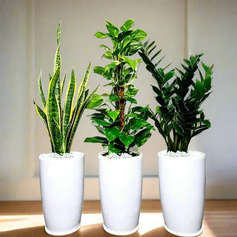 Air Purifying Plants  Premium Bundle