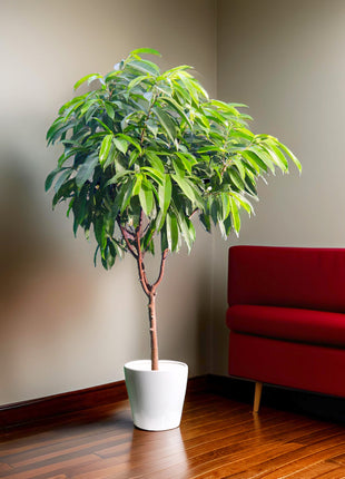 Ficus Amstel King 1.5-2.0m