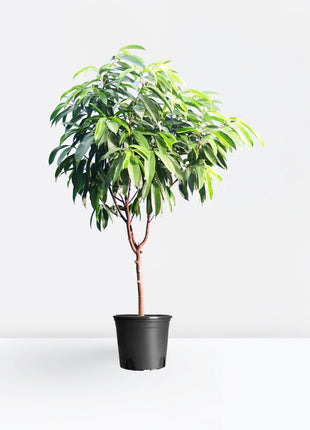 Ficus Amstel King 1.5-2.0m