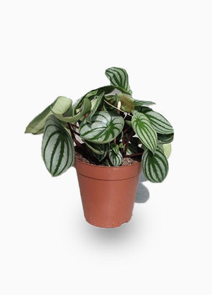 Peperomia argyreia or Watermelon Peperomia